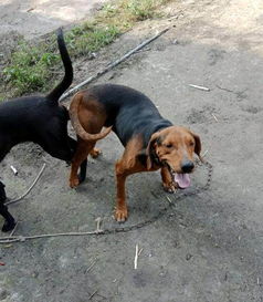 哪里有出售猎犬的