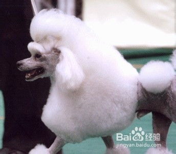 哪些是贵宾犬