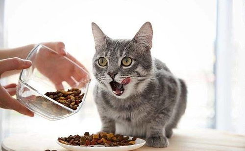 如何给猫咪补充营养
