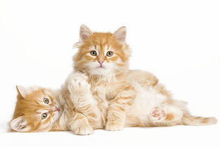猫吃益生菌多久会好