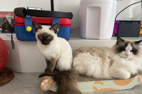 暹罗猫和布偶猫哪个贵