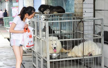 成都限制养哪些大型犬