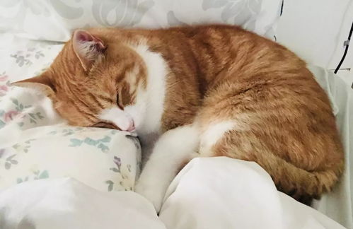 宠物猫受刺激会怎么样