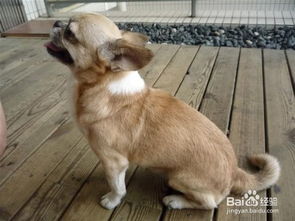 如何辨别幼犬年龄