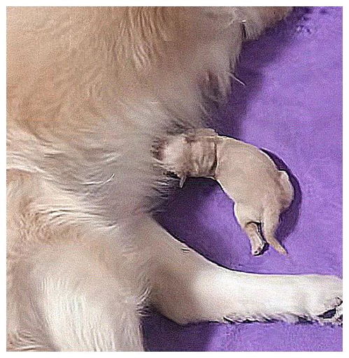 狗狗怀孕怀孕多久生产