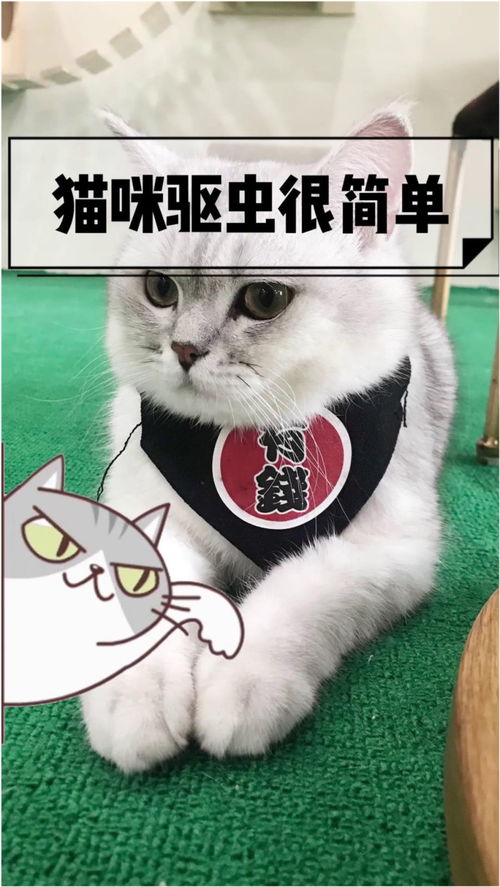 猫多久可以做驱虫