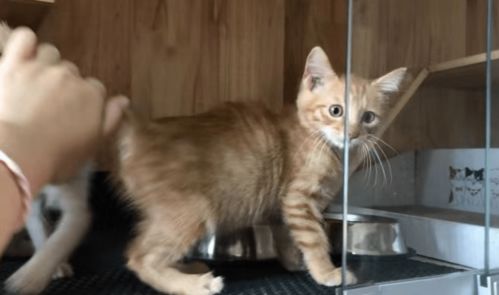 哪里有收养猫的地方