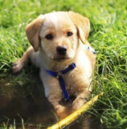 金毛犬多久洗一次