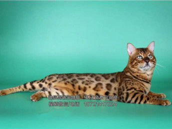 孟加拉豹猫脾气怎么样