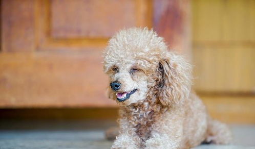 贵宾犬如何修毛