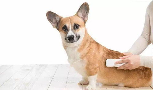 狗狗如何判断体型