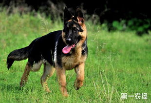 德国黑背犬怎么样