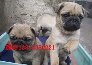 纯种巴哥犬哪里出售