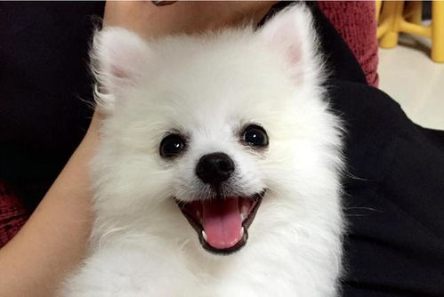狐狸犬有哪些品种