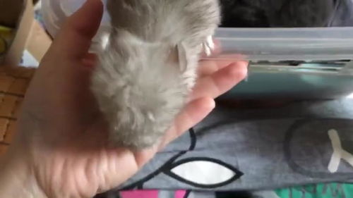 龙猫人工喂奶多久
