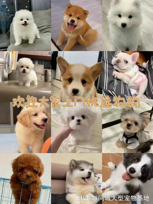 无锡在哪里买狗