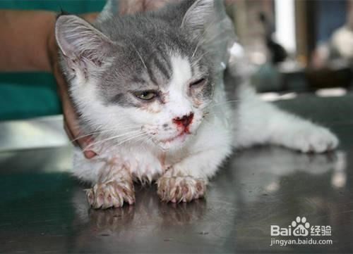 猫猫疾病有哪些