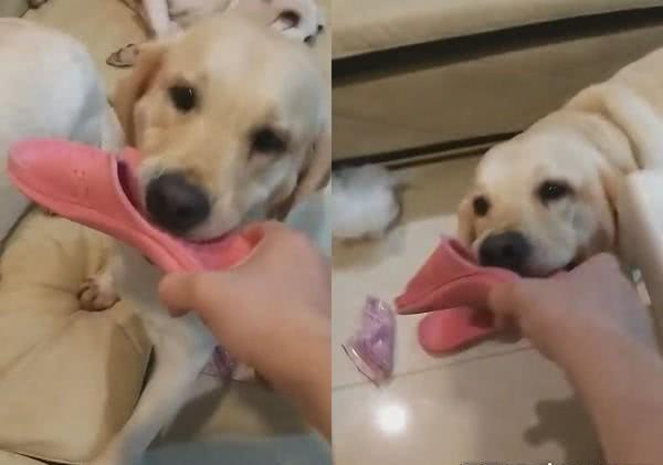 狗狗打石膏多久拆
