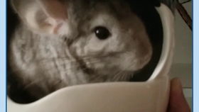 龙猫换毛持续多久