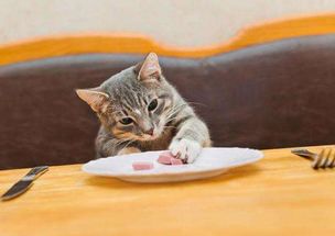 猫可以吃哪些肉类
