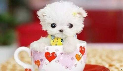 茶杯犬最多能活多久