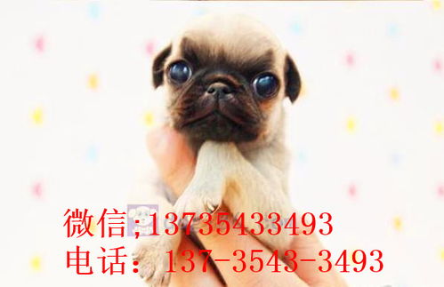 济南哪里有卖宠物狗