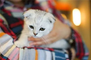 如何让猫咪粘人
