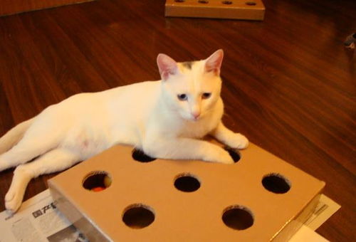 如何给小猫做玩具