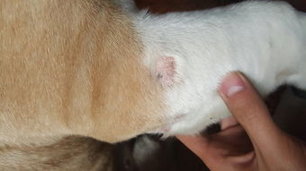 犬皮肤病有哪些地方