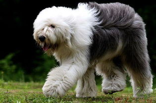 古代牧羊犬怎么样剃毛