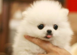 狗狗细小后多久可以洗澡
