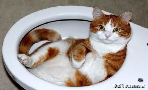 如何教会猫咪用马桶