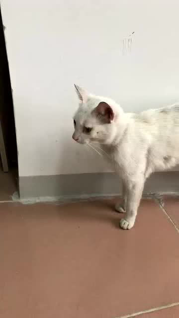 领养猫去哪里领养