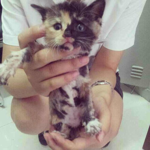 在哪里可以收养猫咪