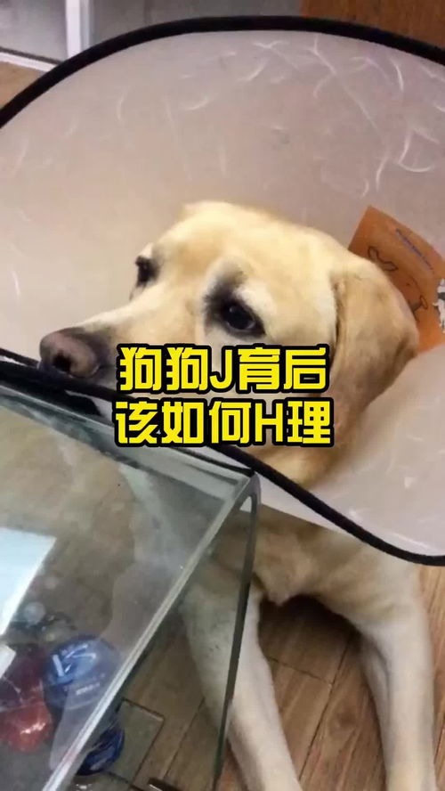 狗狗绝育后如何护理