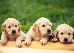柯基犬多久洗一次澡