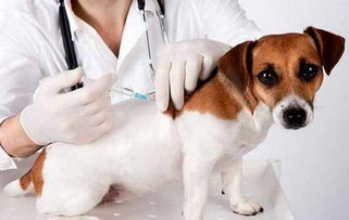 幼犬打疫苗后多久驱虫