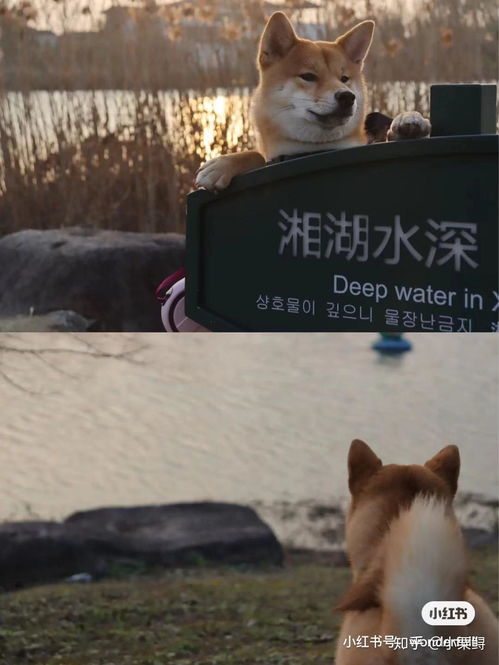 小狗晕车多久能好