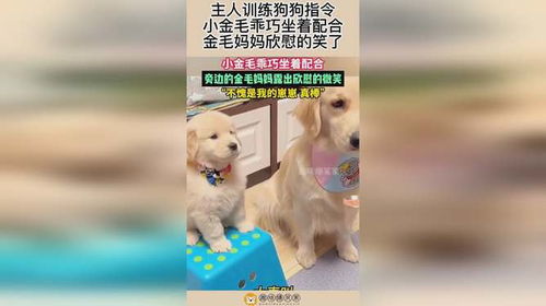 训练狗有哪些指令