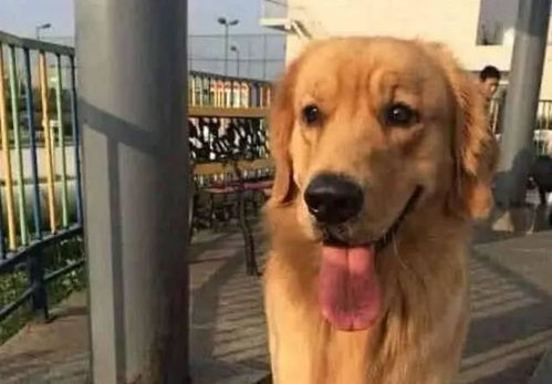 金毛犬怀孕后有哪些症状