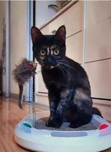 哪里有猫收养所