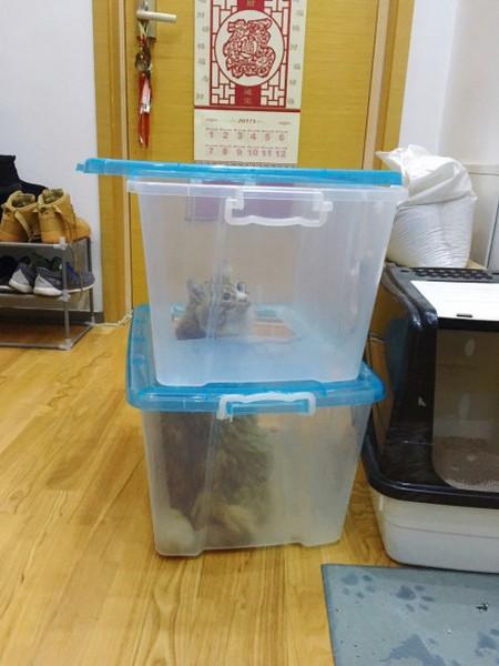 如何自制猫砂盆