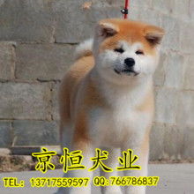 国内哪里有卖秋田犬