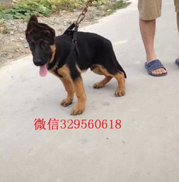 乌鲁木齐狗狗在哪里卖