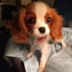 玩赏犬类有哪些