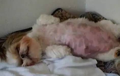 哪些狗狗容易难产