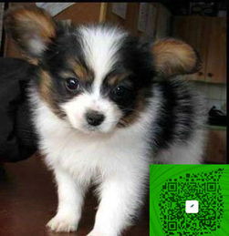 纯种蝴蝶犬哪里买