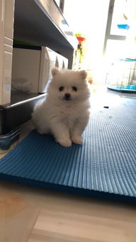 博美犬怀孕多久能看见