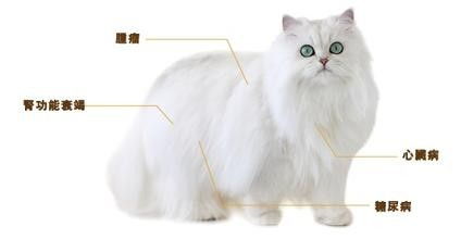 猫常见疾病有哪些