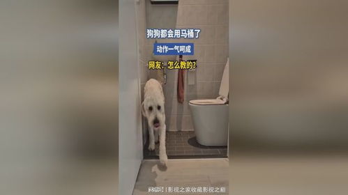 如何教狗马桶